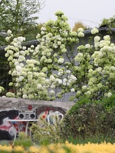 中華木綉球莢蒾灌木庭院造景植物木本綉球四季庭院盆栽