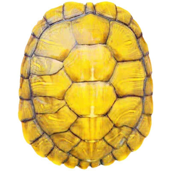 9-10CM [More people like yellow]