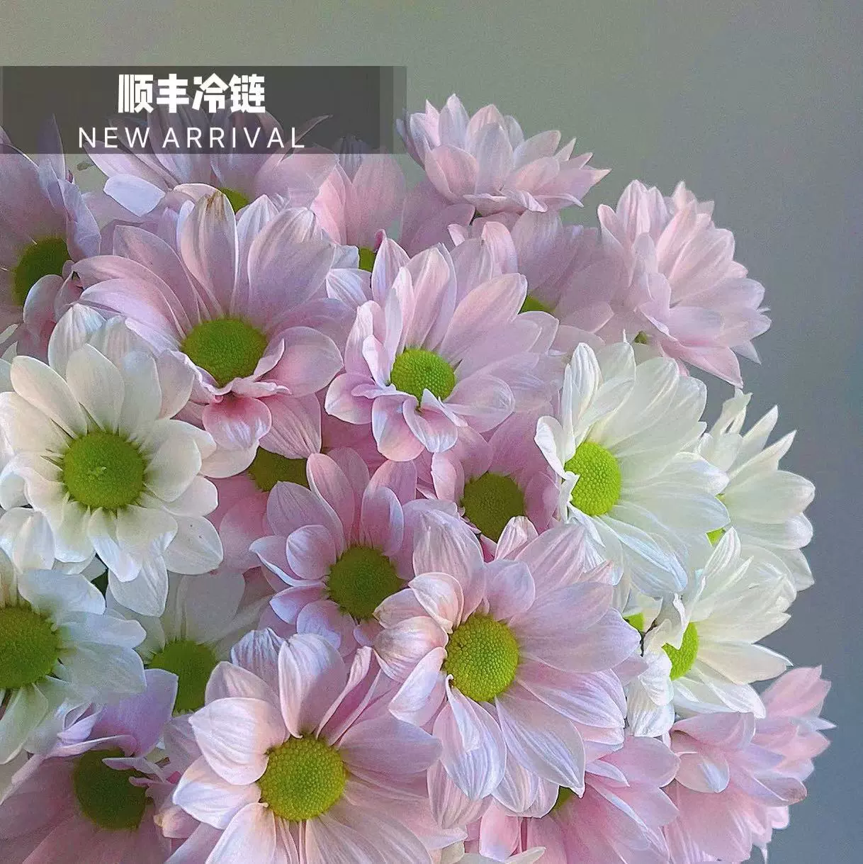 [Персик белый] Розовый белый лосось маленький хризантема Шифэн холодная цепь Юньнань Куньмин Цветы украшения длительный период цветения