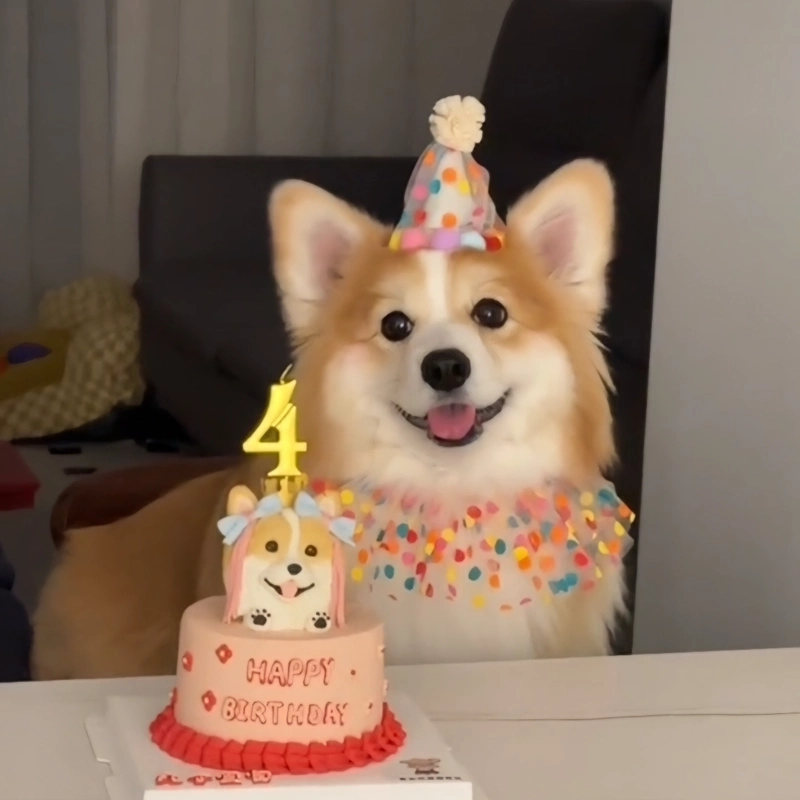 Шапка на день рождения для собаки, милый нагрудник на день рождения, набор аксессуаров для корги, нагрудник для кошки, повязка на живот, полотенце для слюны, аксессуары для домашних животных