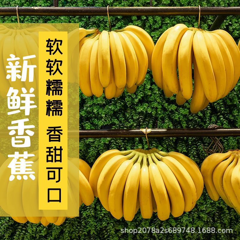 Fujian Zhangzhou Tianbao Boutique Banana Farm Freshly Picked Seasonal Fresh Fruit Banana Banana