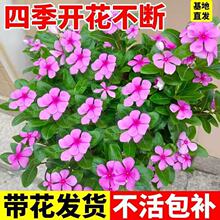 �L�������Ԏ�����ͥԺ�͟ᱬ��ֲ�������_���ļ����ܶ������Gֲ