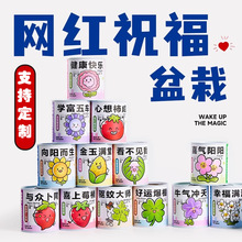 开学小礼物伴手礼礼物易拉罐植物盲盒定制小学生奖励小礼品小盆栽