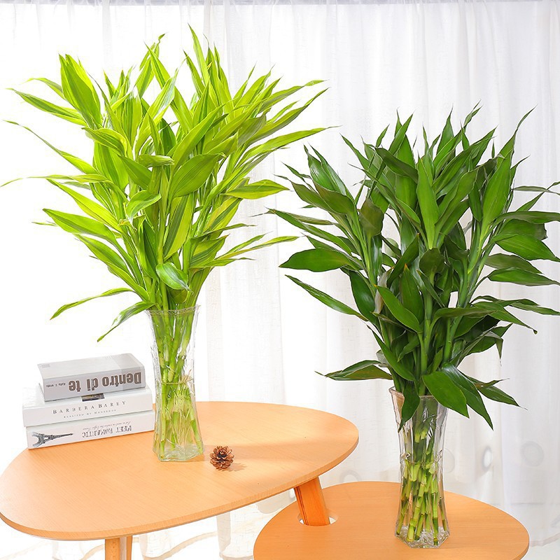 富贵竹水培植物盆栽绿植室内花客厅水养绿萝发财树一帆风顺巴西木