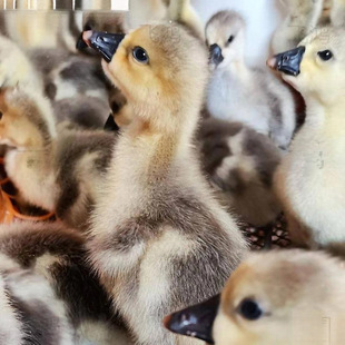 ���ڪ{�^�Z����һ���ش�N�{���^�ZС�Z�м��N�����Z���