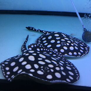 �ʹںڰ���~�ڽ�ڵ�������w���~���~��ˮ