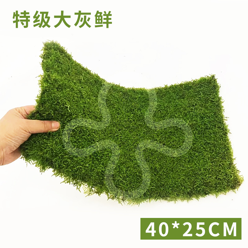 Musgo inmortal pelo blanco musgo gris grande planta verde pared flor seca Fondo pared planta pared musgo fuente