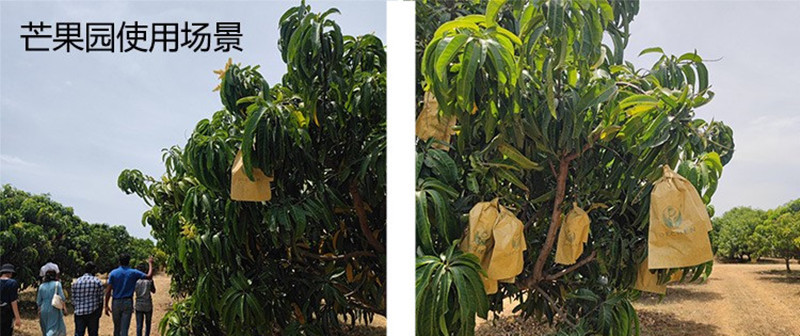 芒果袋使用场景1