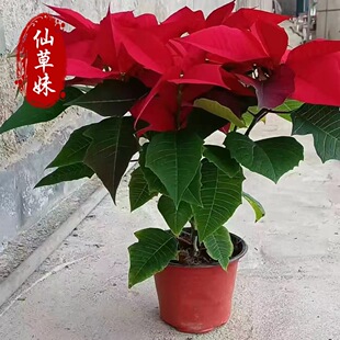 Poinsettia Potted Wholesale Base Large Quantity Poinsettia Seedlings Qingzhou Flower Seedlings Greening Ribbon Festival Flowers