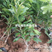 ÷̿|÷ش޽ӹ箔YϱNֲ