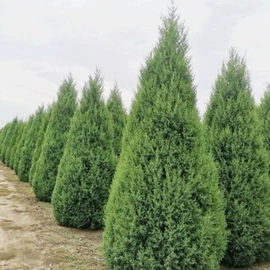 植物性饲料;乔木