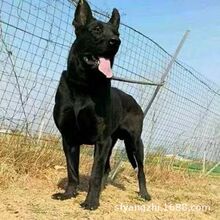 批发大型黑狼犬防爆犬护卫犬工作犬纯种犬幼犬活体狗狗宠物黑狼狗