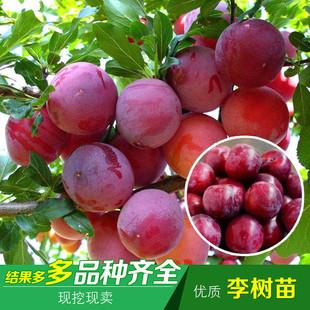 ���Ә�����������޽���������������Ϸ������Nֲ����Y��