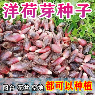 ���ѿ�N��ꖺ���ɹS���������Z�����ѿҰ�˷N���߲˷N��