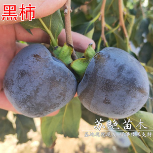 �޽Ӻ����Ә���������Ϸ������ļ�ͥԺ�̨�Nֲ���Ե���ˮ������