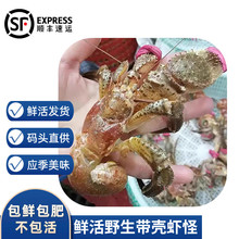 沢素湾【活鲜】带壳虾怪 鲜活寄居蟹 大连特产海怪海鲜送礼礼盒 3