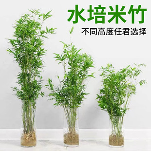 ˮ�������҃�ˮ��ֲ��ˮ�B�^�����F��������͏d���˸ߙn�Gֲ