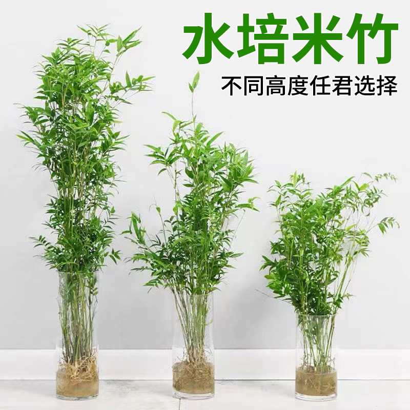 Hydroponic rice bamboo indoor hydroponic plants water-raising Guanyin bamboo rich bamboo south Tianzhu living room lazy high-end green plants