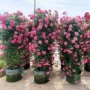 四季植物浓香开花蔷薇