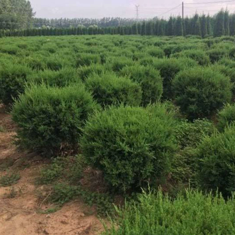 Поставка высококачественных шариков кипариса, морозостойких и засухостойких шариков кипариса, инженерно-ландшафтных шариков кипариса, полные характеристики.