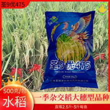 一季稻水稻种子大穗高产种子安徽荃银荃9优475杂交稻种子谷子种