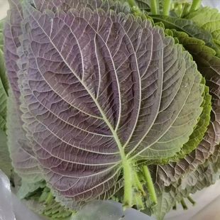 ���r�K���~�|�����K�~ʳ��100g���n���ݲ˿���G�K�ӳ��r��߅���l