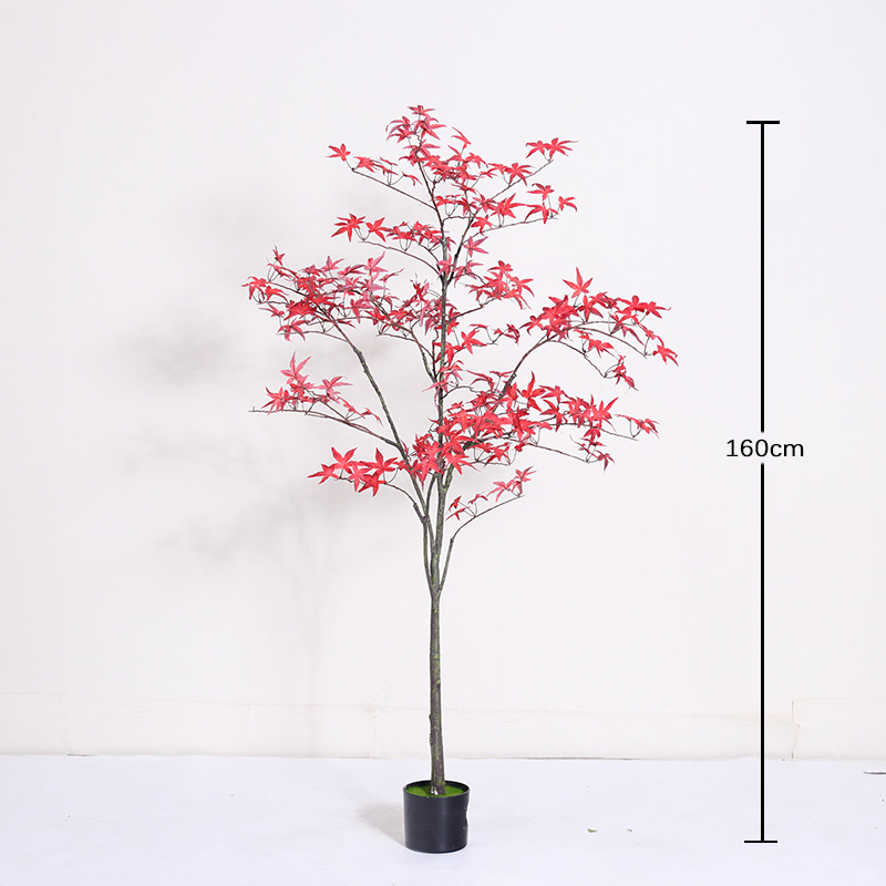 Mini maceta de hoja de arce rojo regular 160cm (con maceta negra)