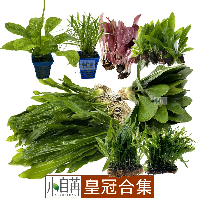 Красная Девять Корон Уругвай Хуа Дан Цин Дэн Изумруд Фиолетовая Корона Тонкий Лист Железная Корона Коллекция Настоящая Водная Трава Живая Оптовая