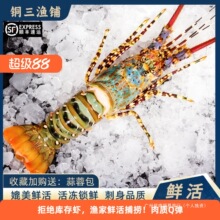 澳洲大龙虾特大3-8斤大花龙鲜活速冻小青龙波龙深水虾海捕鲜水产