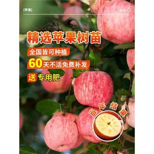 �O������t��ʿ�Ϸ��Nֲ�簫�������a���繩��ˮ������@�Nֲ