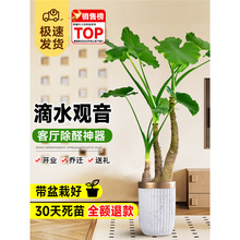 ��ˮ�^���͏d��լ�Gֲ���԰������k���҃��Ϙ��ļ����B���ֲ��