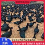 批发黑番鸭苗活体幼苗出壳一日龄旱鸭子易活好养支持养殖技术指导