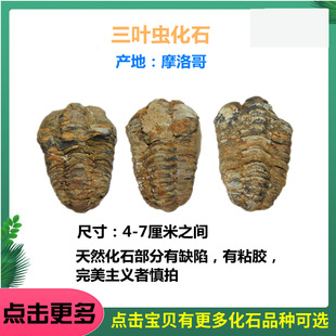 Spot Fossil Specimen Trilobite Snail Shell Wolf Fin Fish Plant Animal Insect Teaching Collection Ornaments