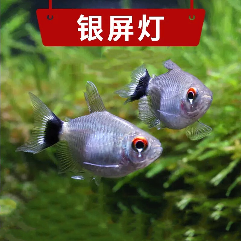 Ball-Shaped Fish with Live Lights, Spherical Silver-Screen Lights, Head and Tail Lights, Schooling Tropical Ornamental Fish, Small Lampfish, Shiny Schooling