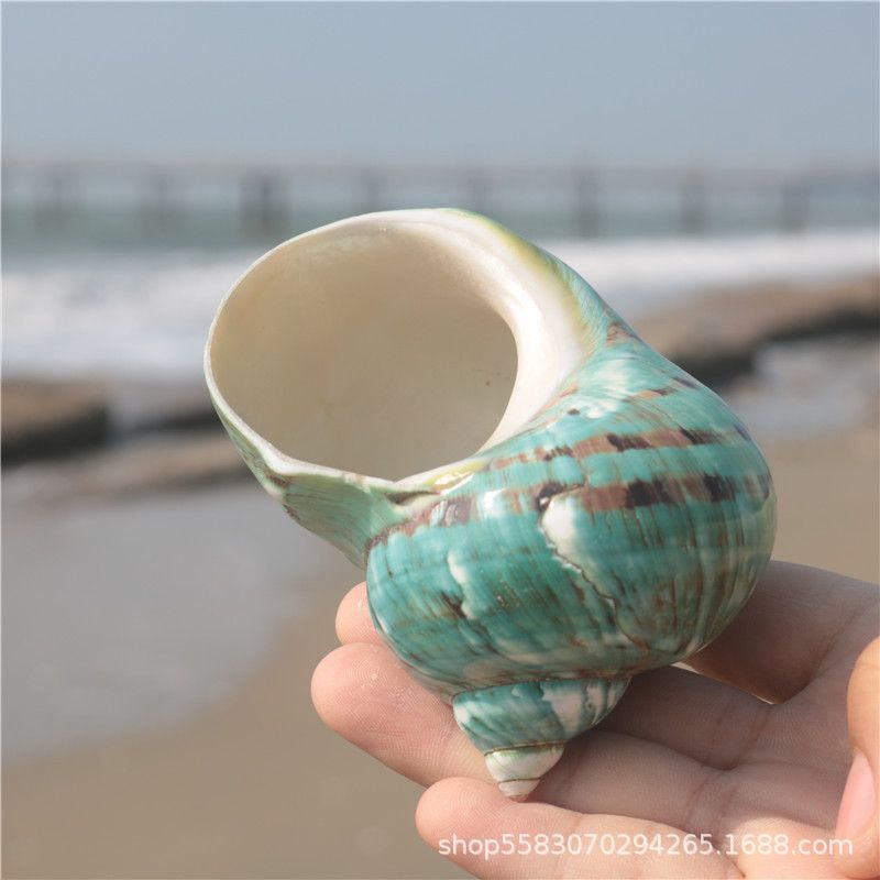 Conchas de caracoles naturales vendidas por kilogramo de cangrejos de estrellas de mar reemplazar conchas acuarios paisajísticos botellas a deriva materiales de pintura a mano