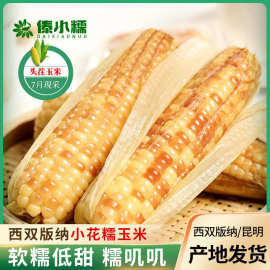 云南特产西双版纳花糯玉米批发香甜软糯小玉米真空即食玉米棒厂家