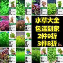 鱼缸水族箱水草造景植物套餐活体绿菊淡水中后景懒人阴性水榕沉木