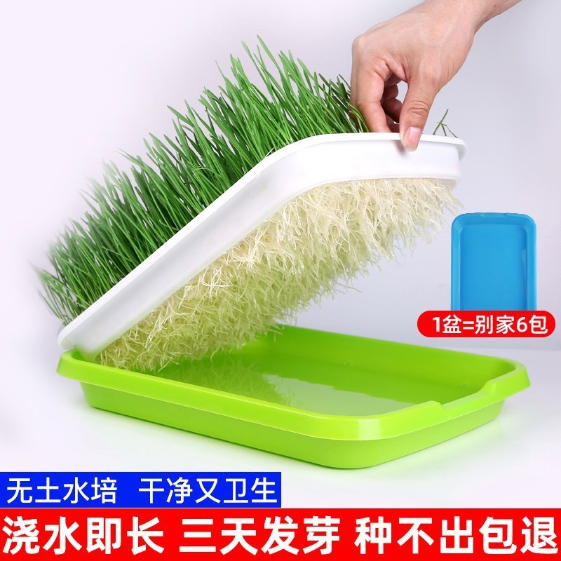 Hierba para gatos Juego de plantación de semillas de hierba para gatos hidropónica Crema para eliminar la piel para gatos Bolas para eliminar semillas de hierba para gatos Aperitivos para gatos Menta para gatos