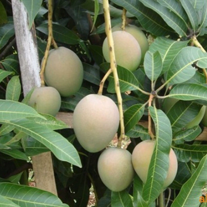 Результаты года Саженцы желтого манго Саженцы Красного манго Сердце Jinhuang фруктовые саженцы Бирма два Бирма три фруктовые саженцы Саженцы манго