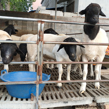 小羊崽杜波母羊种公羊杜波小羊苗成年绵羊种羊杜波孕母羊养殖