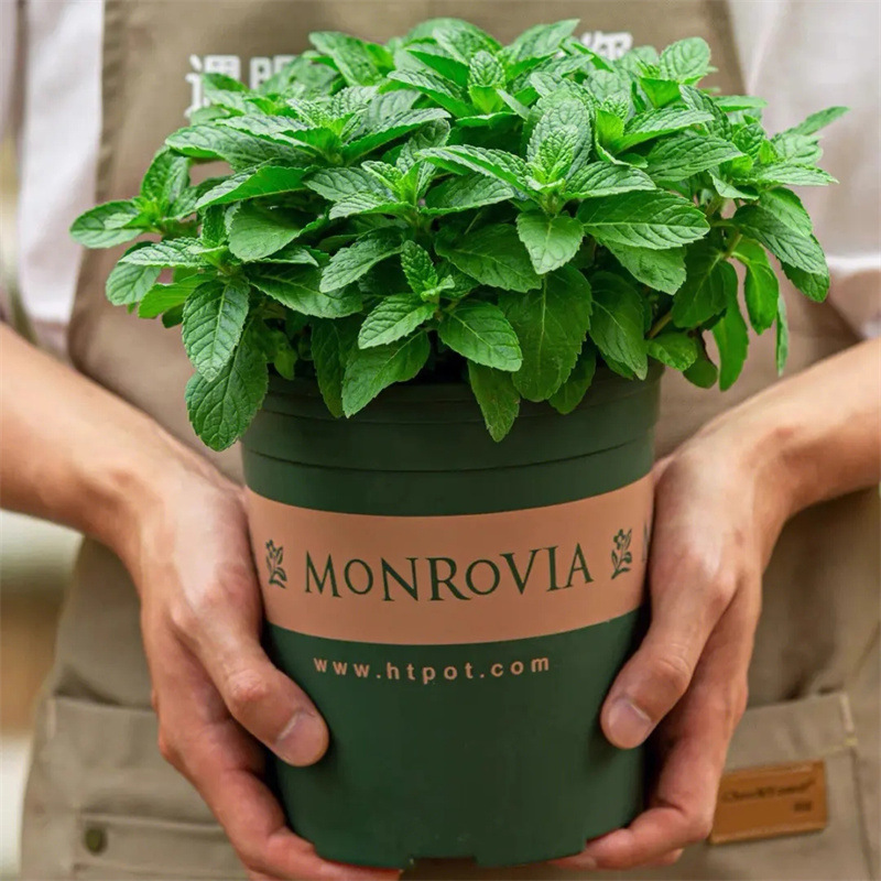 Mint Potted Plants, Hydroponic Mint Leaves, Edible Rosemary, Mosquito-Repellent Plants, Indoor Green Plants, Easy-To-Grow Flowers, Insect Repellent