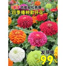 ���ղݻ��ѻ�ɫ���վշN�����ļ��_��ͥԺ·߅�G��Ұ���M�ϷN��