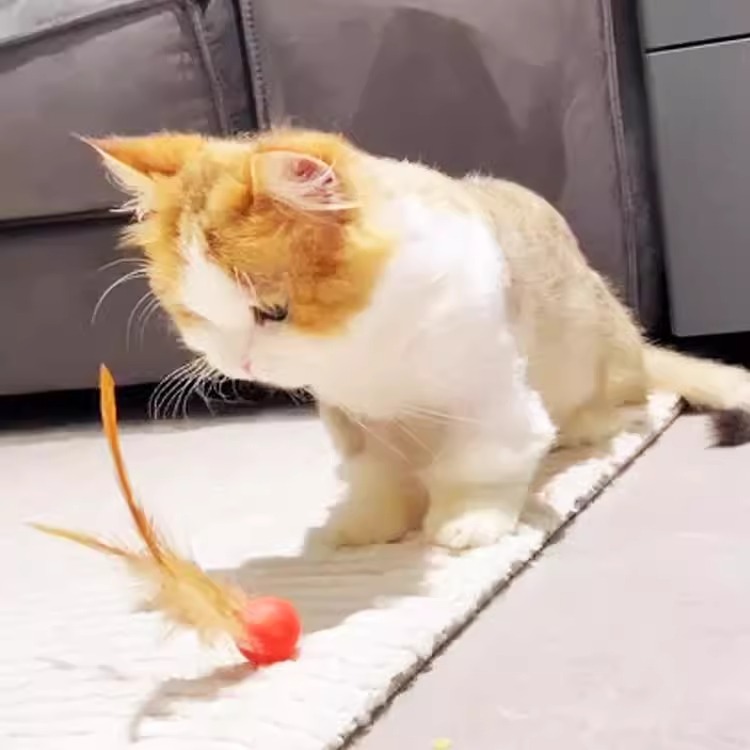 Gato Pluma sólida Bola elástica, resistente al desgaste y a las mordeduras, compañero interactivo, perro, bola de rompecabezas, gato divertido, mascota, juguete para gatito