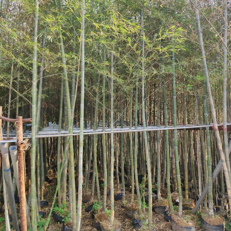 904 база прямых продаж Mo Bamboo 4-6cm4-5 метров поддельные мешки саженцы зеленый саженец бамбука