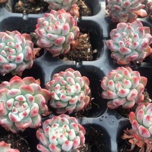 Blue Apple Blue Peacock Smurf Plug Seedlings 3cm Real Shot No Pot No Soil Delivery Base Direct Sales