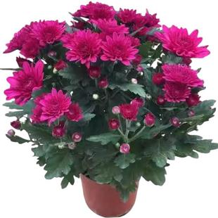 �ļ����m���M�ھջ����ͺ��׻�����ԾGֲ���B�҃����̨�Gֲ��