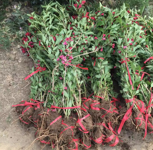 Dropshipping Red Prince Weigela Multicolored Weigela Flower Saplings Potted Ground Planting Balcony Courtyard Landscaping Cold-Resistant