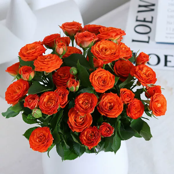 Orange multi-headed bubbles (30-40 flowers)★