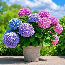 绣球花苗盆栽四季开花带花苞佛罗伦蒂娜落跑新娘花