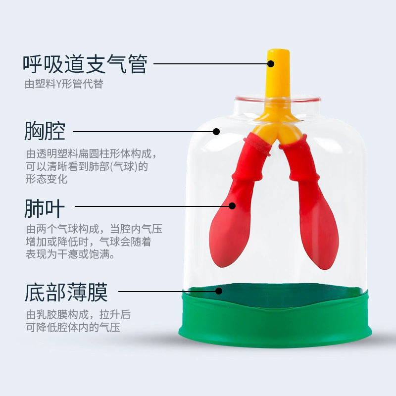 Модель дыхания легких, модель движения мышц, имитирующая замена газа легких, биологическое экспериментальное оборудование для младших классов средней школы, учебные пособия